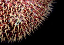 Crown Of Thorns/Sunburst
D-100, Kona by Andy Lerner 